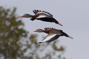 Duck, Black-bellied Whistling, 2013-01052870 Mission, TX